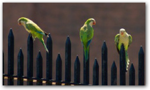 Brooklyn: Parrots